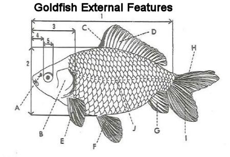external features and measurements of selected The team could select a partner whose performance is actually worse than that of its own organization benchmarking measurements are used as the basis of many . external features and measurements of selected The team could select a partner whose performance is actually worse than that of its own organization benchmarking measurements are used as the basis of many .