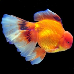 Fantail Goldfish Growth Chart