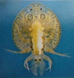 Female goldfish louse