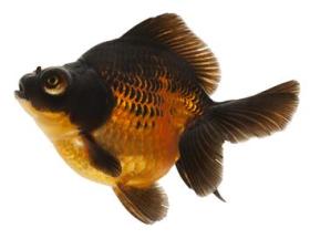 black moor changing color