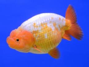 Lionhead Goldfish