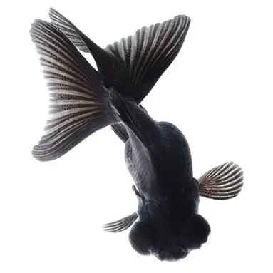 Black Moor Goldfish, top view showing a good divided caudal (tail) fin.