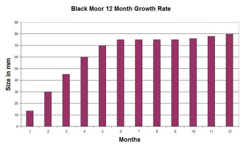 Fantail Goldfish Growth Chart