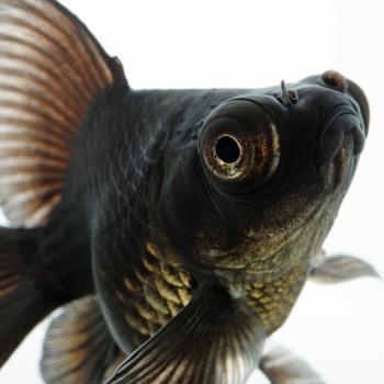 Black Moor Goldfish with good coloration of the lower belly area. Black Moor Goldfish with good coloration of the lower belly area.