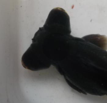 Black Moor goldfish with good eye development. Black Moor goldfish with good eye development.