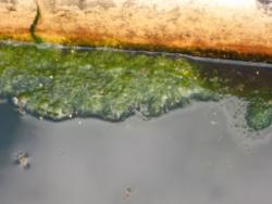 Blanket weed that has floated to the surface.