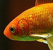 Image taken from https://www.about-goldfish.com/goldfish-spawning.html