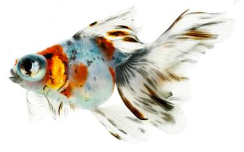 Red Moor Goldfish a Telescopic Eyed Variety