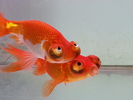 Celestial Goldfish, often confused with the Water Bubble Eye