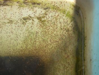 Daphnia culture in pond ready for Goldfish fry.