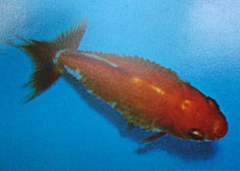 Goldfish displaying pine cone or dropsy disease symptoms. Goldfish displaying pine cone or dropsy disease symptoms.