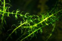 A favorite Goldfish food, Elodea Crispa. A favorite Goldfish food, Elodea Crispa.