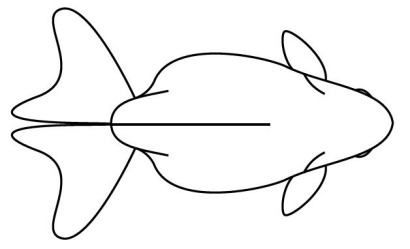 Fantail Goldfish line drawing top view