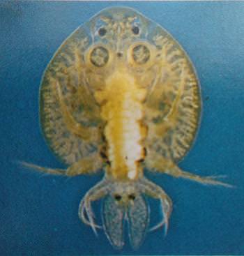 Female adult Goldfish louse