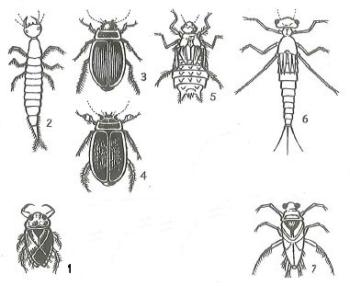 Flying insects and their larval form that are dangerous to fry under a month old.
