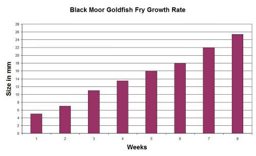 Fantail Goldfish Growth Chart
