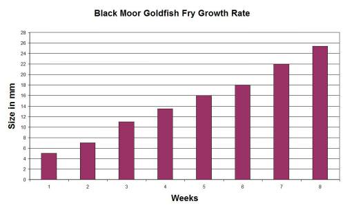 Goldfish Fry Growth Chart