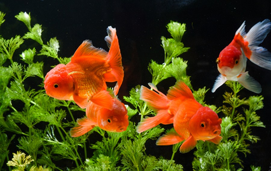 Goldfish Aquarium Guide  Designs and Construction Materials