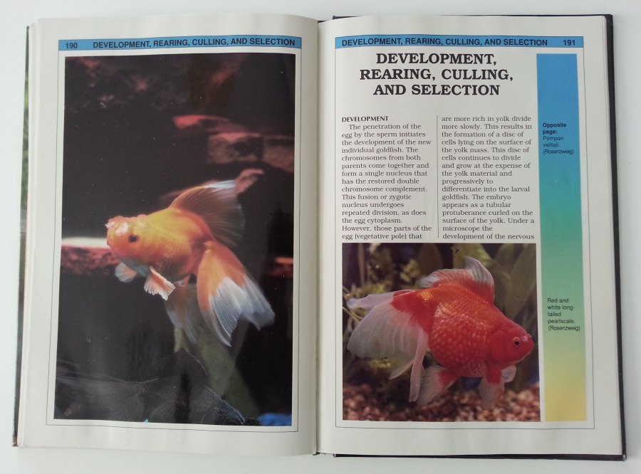 Goldfish breeding and genetics hard cover book development, rearing, culling and selection chapter.