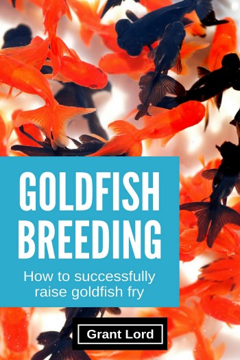 Goldfish Breeding: How to successfully raise goldfish fry book.