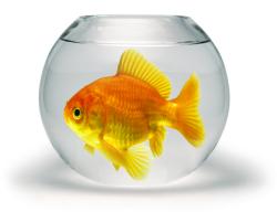misky nejsou vhodné pro zlaté rybky, protože jejich plocha je příliš malá.