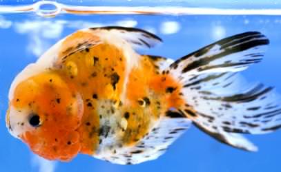 Goldfish with swim bladder disorder causing it to float upside down at the surface.
