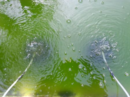 pond water goldfish ponds gallons smaller having say