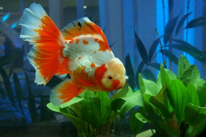 How Much Room Do Goldfish Need?