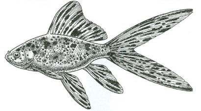 Japanese Shubunkin line drawing side view