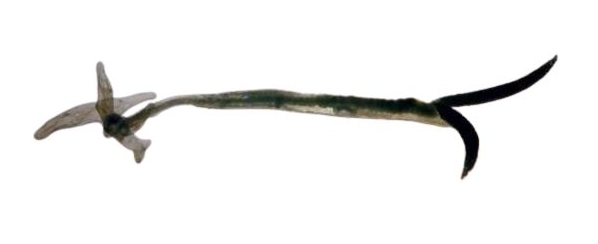Adult female anchor worm