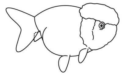Lionhead Goldfish line drawing side view