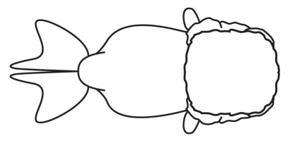 Lionhead Goldfish line drawing top view