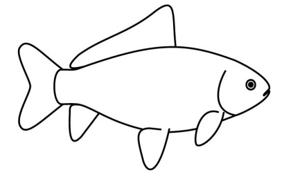 London Shubunkin line drawing side view