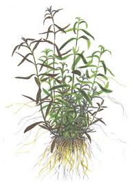 Ludwigia Arcuata, a popular foreground plant that resists Goldfish attack.