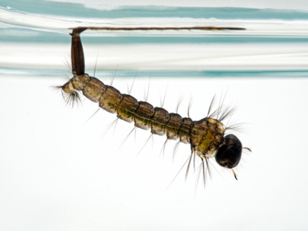 The Goldfish Gazette Issue 109 Mosquito Larvae Goldfish Superfood
