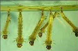 Mosquito wrigglers can become a problem in daphnia cultures if left unchecked.