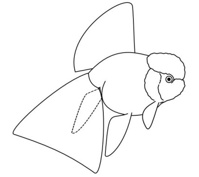 Oranda Goldfish line drawing side view UK standard