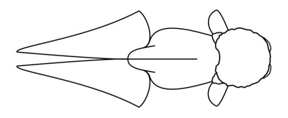 Oranda Goldfish line drawing top view UK standard
