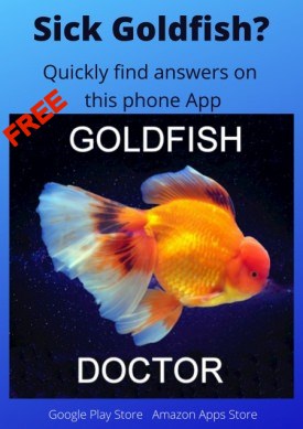 Топик: The Golden Fish