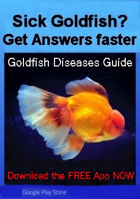 Goldfish Diseases Guide mobile phone App available on Google Play.