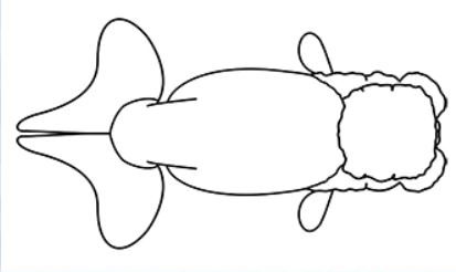 Ranch line drawing top view