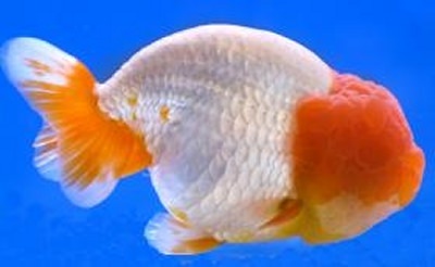 Ranchu Goldfish not to be confused with the Lionhead Goldfish
