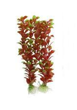 Red Bacopa, a popular foreground plant that resists Goldfish attack.