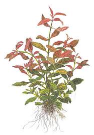 Red Hygrophila, a popular foreground plant that resists Goldfish attack.