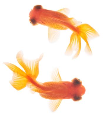 Red Moor Goldfish a Telescopic Eyed Variety