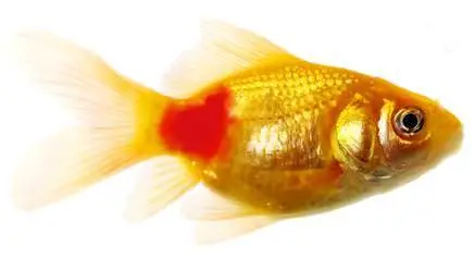 Red pest disease causing blood red patches to appear on the body of a Goldfish.
