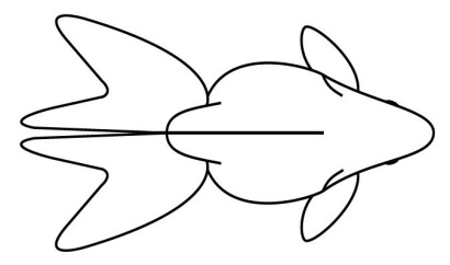 Ryukin Goldfish line drawing top view Ryukin Goldfish line drawing top view