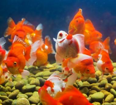  El cuidado de los peces dorados comienza y termina con cambios frecuentes de agua. La filtración solo debe considerarse un respaldo a los cambios de agua.