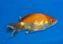 Goldfish with tail rot disease.
