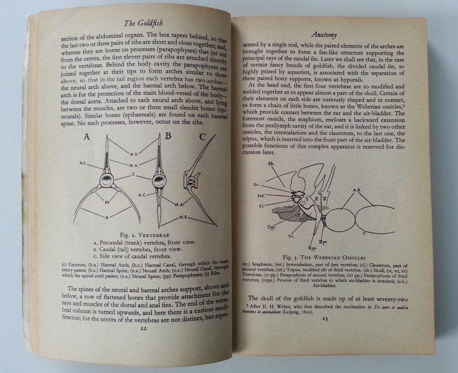 The Goldfish by George F Hervey and Jack Hems Anatomy chapter sample page. The Goldfish by George F Hervey and Jack Hems Anatomy chapter sample page.